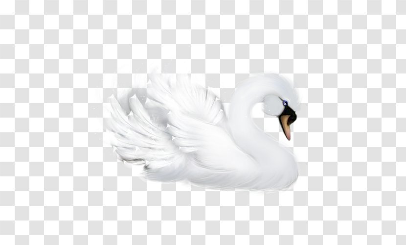 Goose Bird Duck Mute Swan Cygnini - Ducks Geese And Swans Transparent PNG