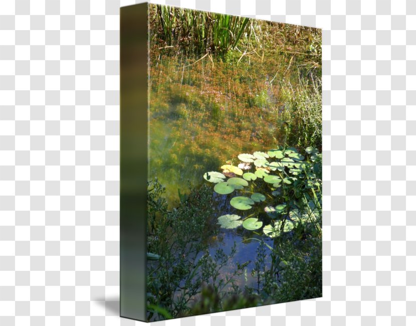 Biome Nature Reserve Flora Wetland Vegetation - Lawn - Underwater Plant Transparent PNG