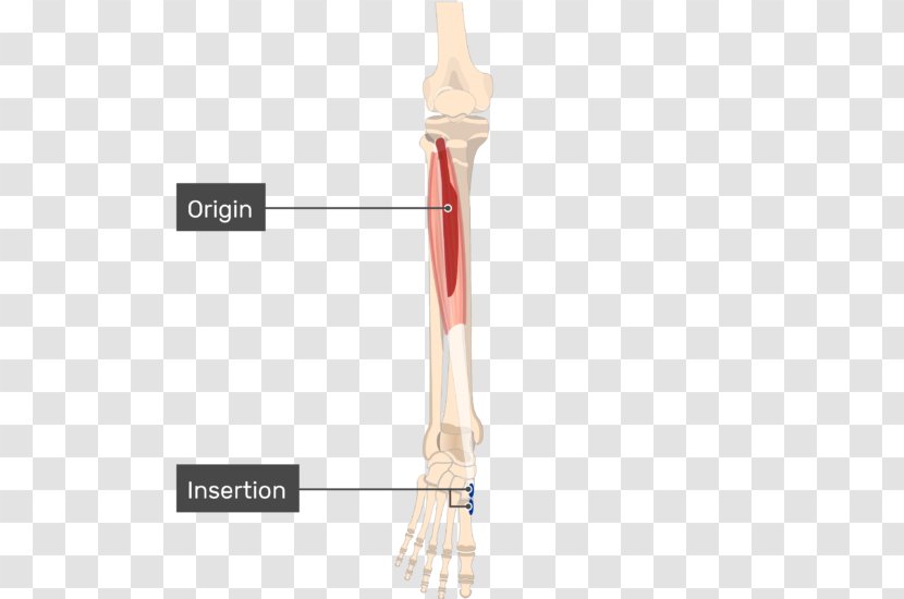 Tibialis Anterior Muscle Posterior Origin And Insertion Joint - Fibularis Muscles Transparent PNG