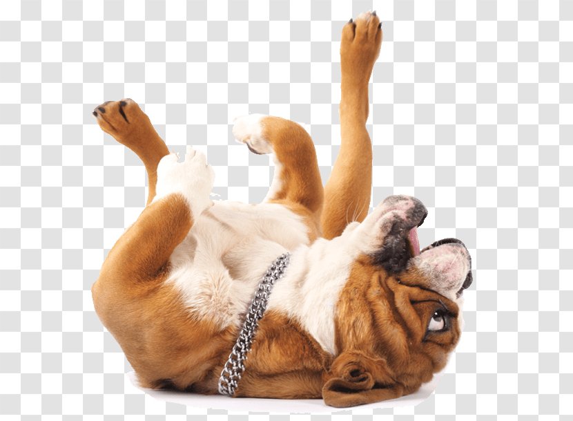 Bulldog Golden Retriever Cat Pet Sitting - Dog Back Transparent PNG