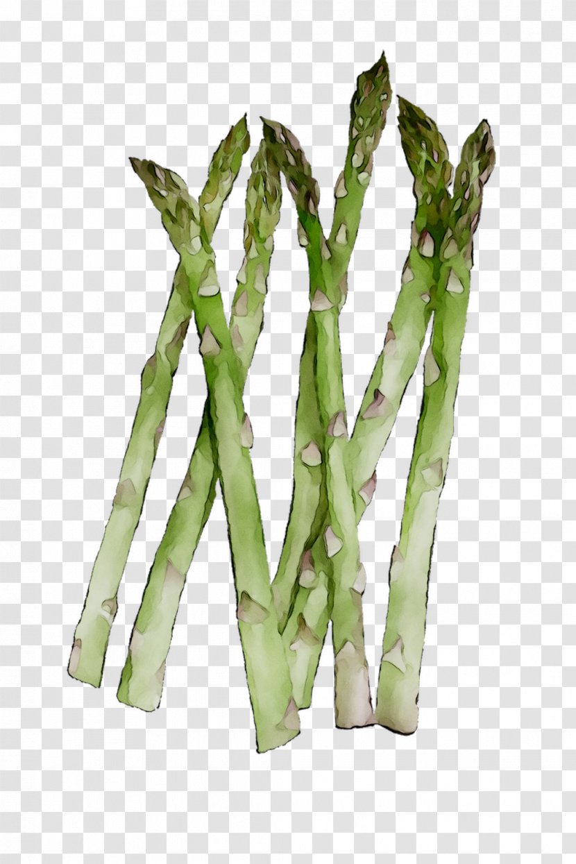 Asparagus Plant Stem Commodity Green Bean Plants Transparent PNG