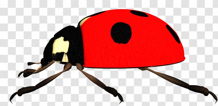 Ladybird Clip Art - Invertebrate - Ladybug Transparent PNG