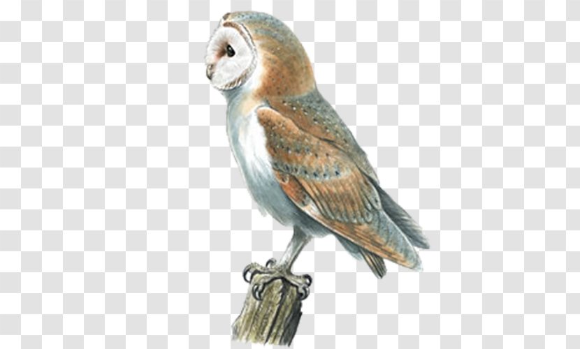 Barn Owl Swallow Bird Pellet Transparent PNG