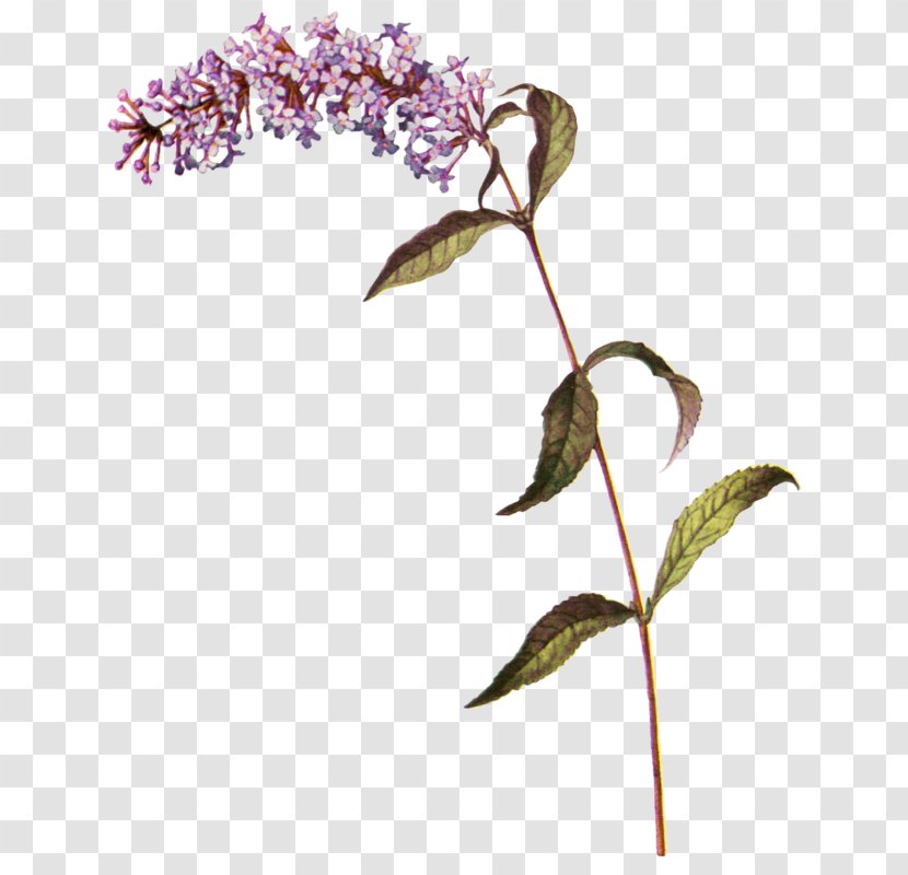 Common Lilac Summer Botany Twig - Shrub - Buddleja Davidii 'fascination' Transparent PNG