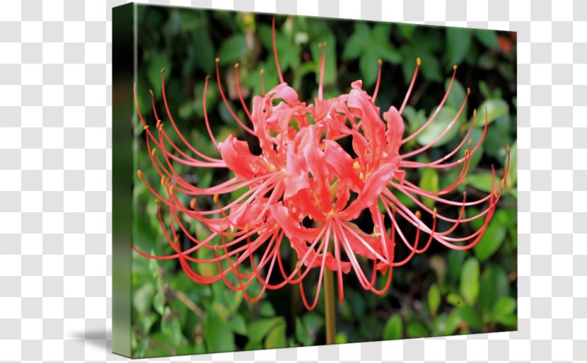 Red Spider Lily Art Photography Painting - Painter Transparent PNG