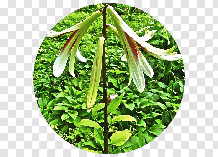 Herbalism Flower - Herb Transparent PNG
