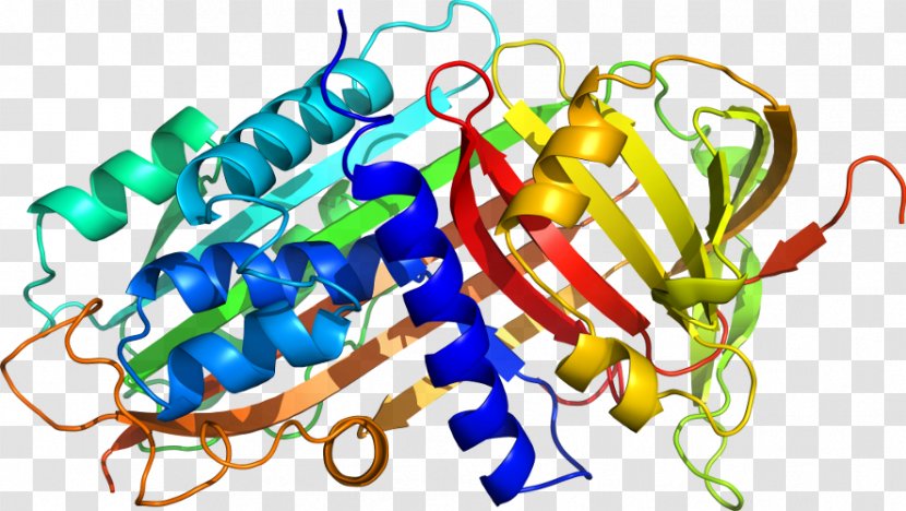 Alpha-1-proteinase Inhibitor Alpha 1-antitrypsin Deficiency Neutrophil Elastase Emphysema - 1antitrypsin - Protein Purification Transparent PNG