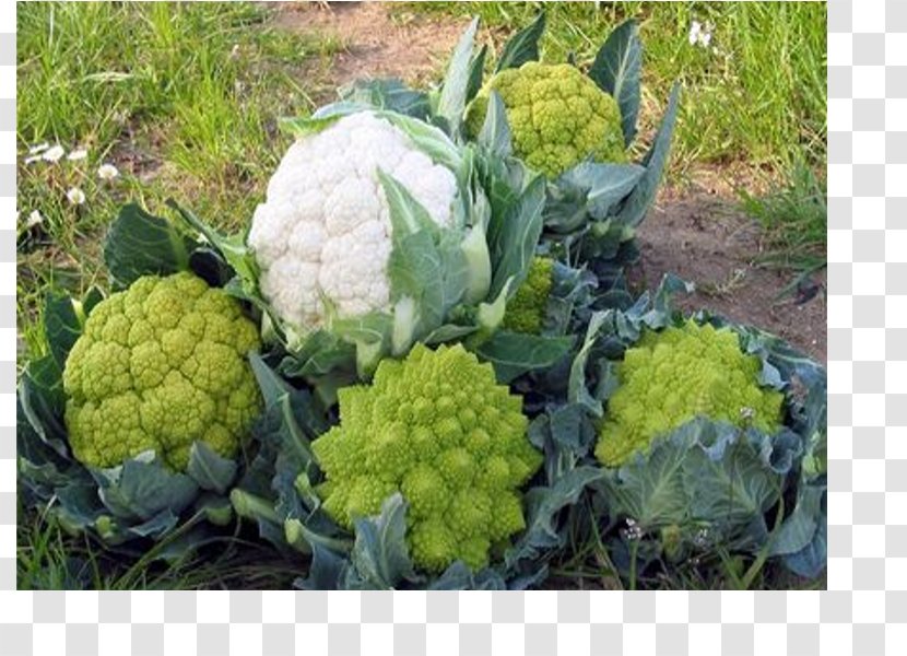 Broccoli Cauliflower Market Garden Nursery Plant - Leaf Vegetable - Brassica Rapa Transparent PNG
