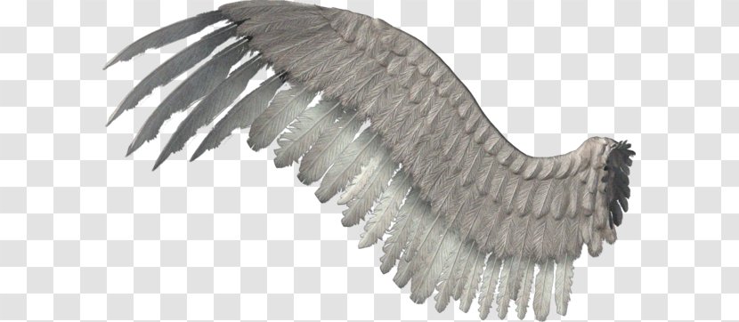 Wing Lossless Compression Data - Feather Transparent PNG