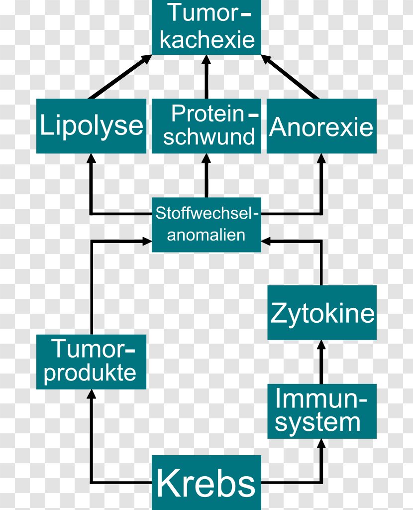 Cancer Cachexia Wilms' Tumor Metabolism - Diagram - Anorexia Transparent PNG