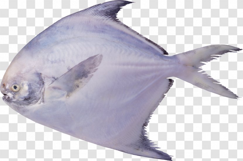 Pampus Argenteus Black Pomfret Seafood Fish - Japanese Butterfish Transparent PNG
