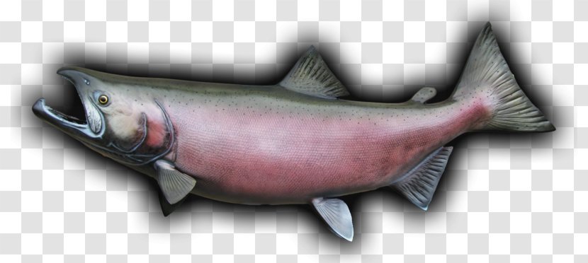 Coho Salmon Chinook Oily Fish - Squaliform Sharks Transparent PNG