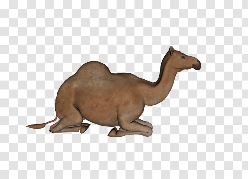 Bactrian Camel Dromedary Clip Art - Terrestrial Animal - Camello Transparent PNG