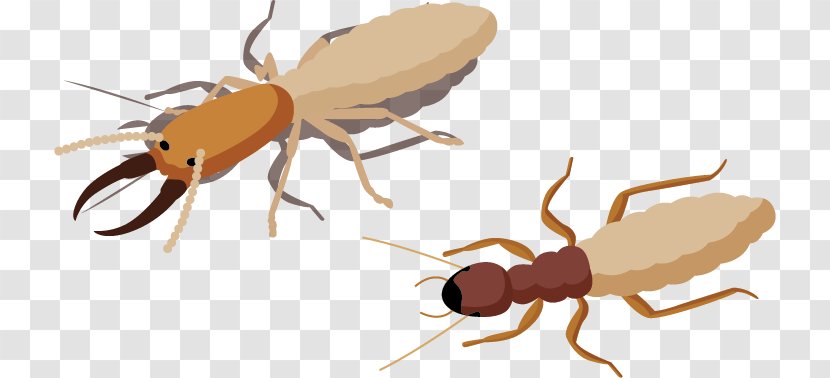Insect Euclidean Vector Clip Art - Ant - Insects Transparent PNG