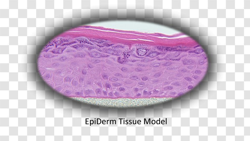 Epidermis MatTek Corporation Tissue Cell Skin - Invagination - Bronchial Epithelial Cells Transparent PNG