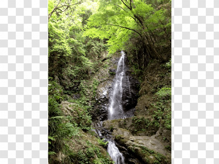 Waterfall Rainforest Valdivian Temperate Rain Forest Vegetation - Oldgrowth Transparent PNG