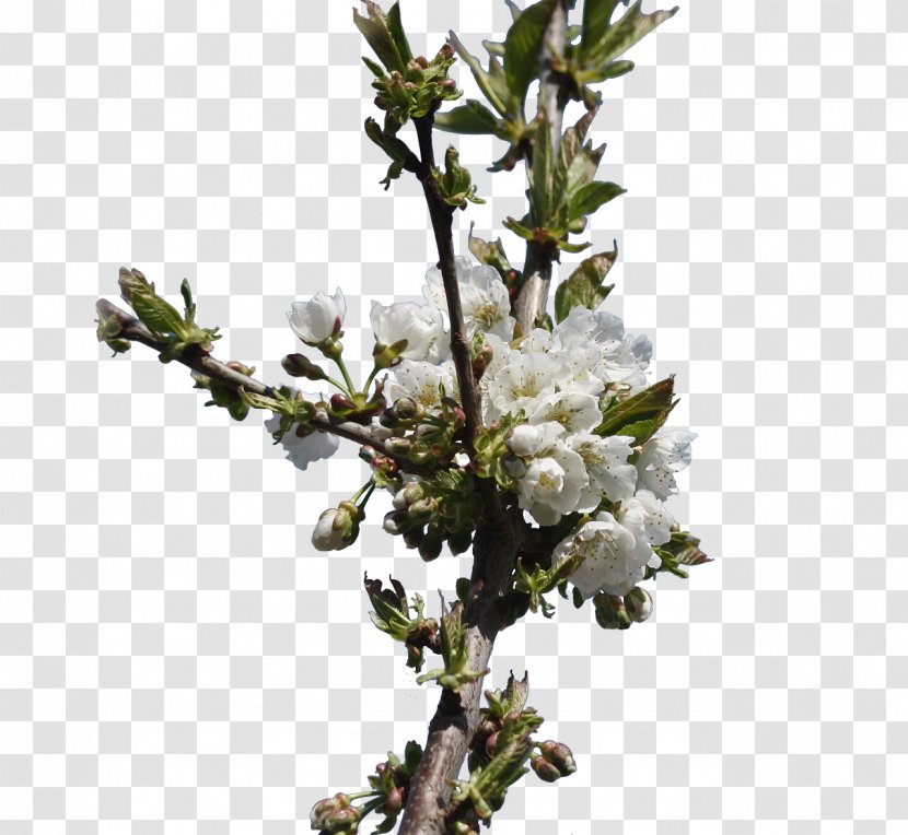 Common Plum Flower Tree Bud - Ameixeira Transparent PNG