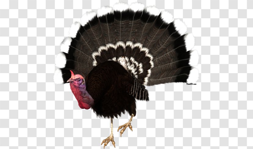 Turkey Meat Clip Art - Real Image - Thanksgiving Transparent PNG