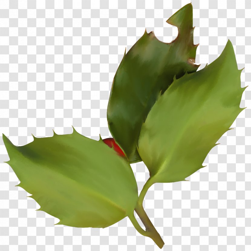 Common Holly Ilex Crenata Plant Magnolia Christmas - HOLLY Transparent PNG