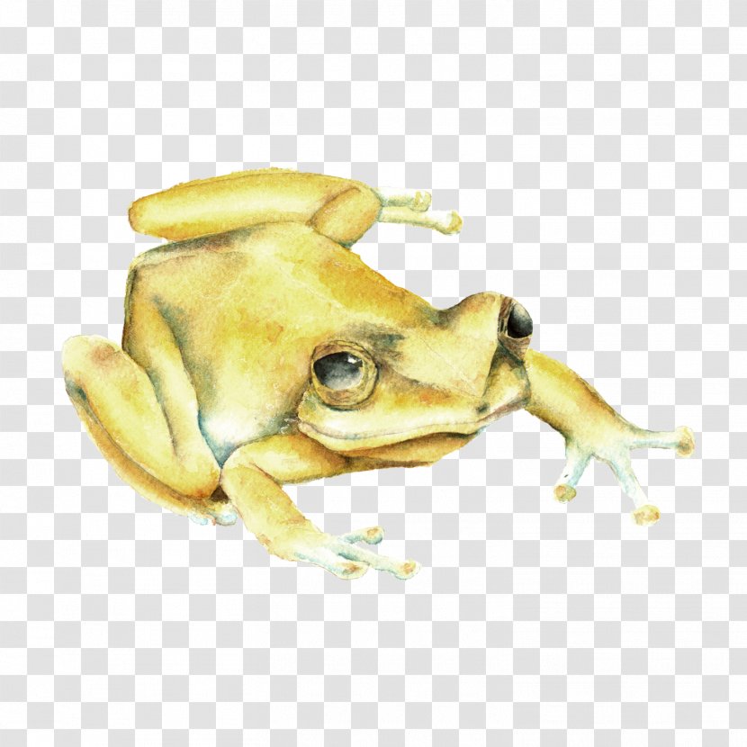 Toad Florida True Frog Puerto Rico - Animal - Coqui Map Transparent PNG