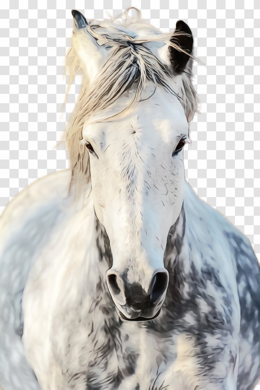 Horse White Mane Stallion Mare - Wet Ink - Animal Figure Snout Transparent PNG