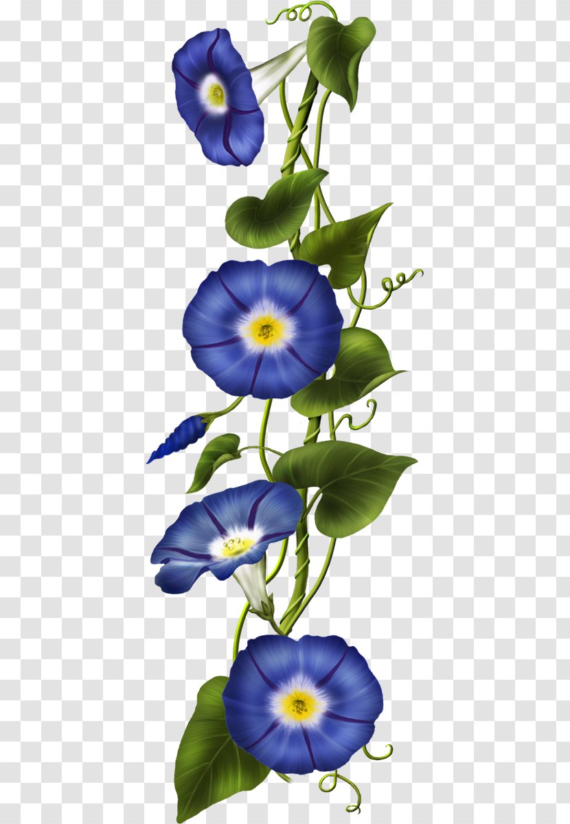 Clip Art Image Vector Graphics Flower - Wildflower - Ipomoea Business Transparent PNG