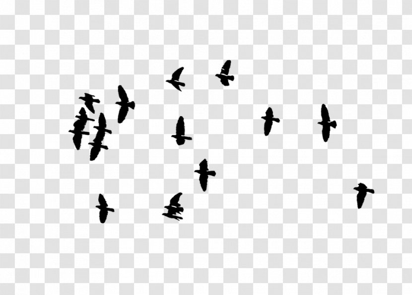 Bird Flight Flock PicsArt Photo Studio Transparent PNG