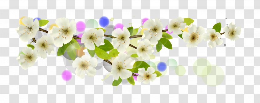 Flower Apricot - White Transparent PNG
