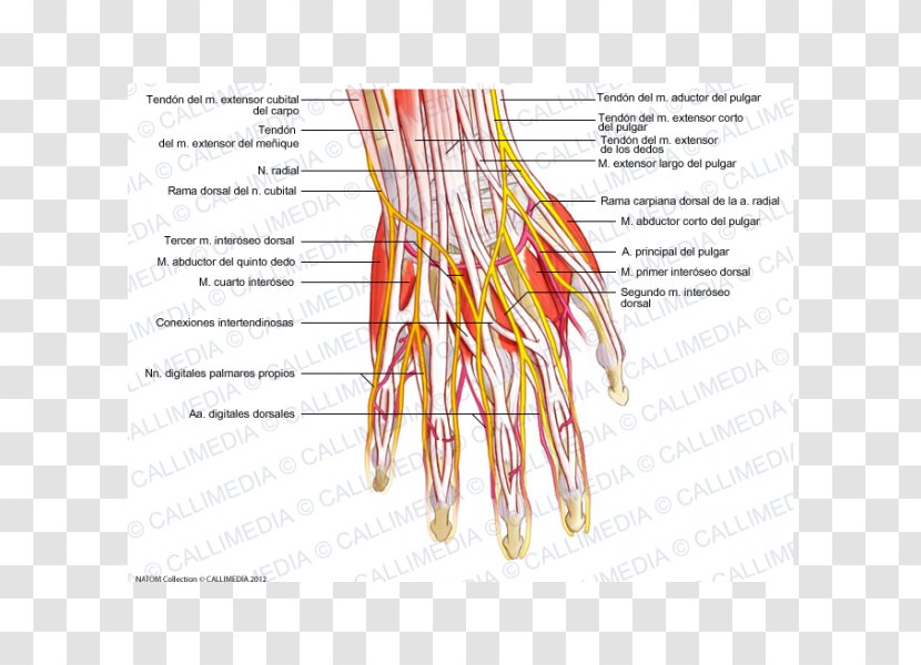 Finger Nerve Common Palmar Digital Arteries Hand Nervous System - Heart Transparent PNG