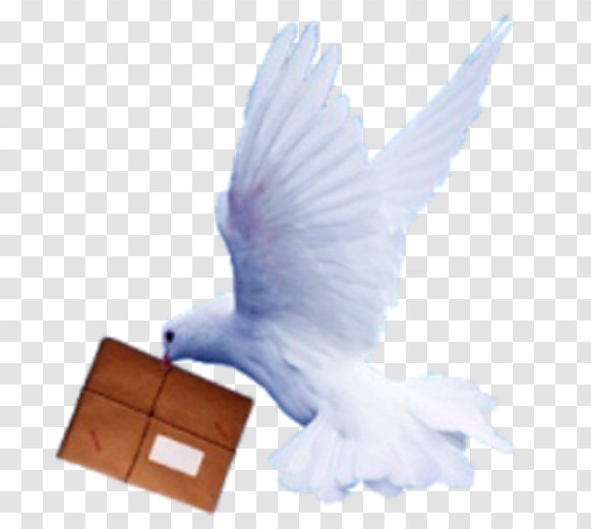 Homing Pigeon Mail Typical Pigeons Letter - Love Dove Transparent PNG