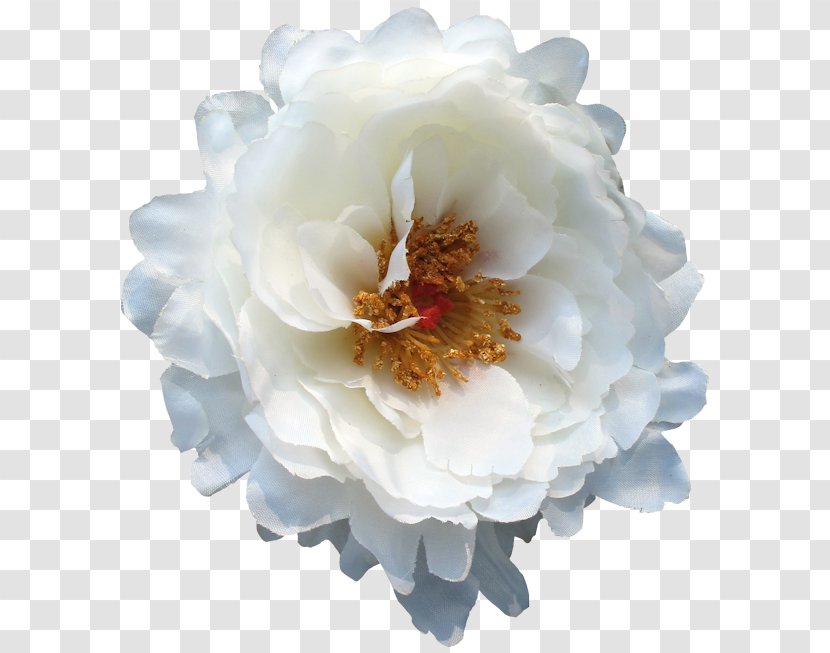 Peony - Flowering Plant Transparent PNG