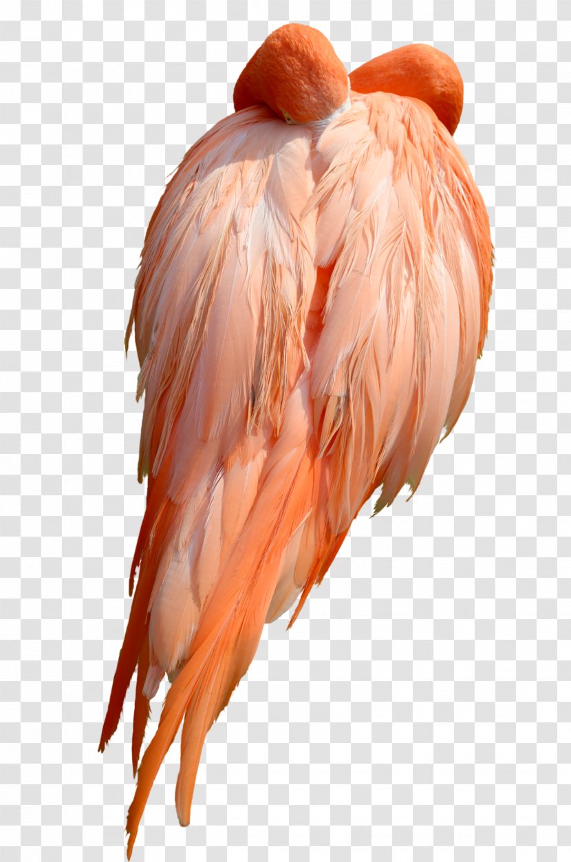 Bird Flamingo Stock Photography DeviantArt Transparent PNG