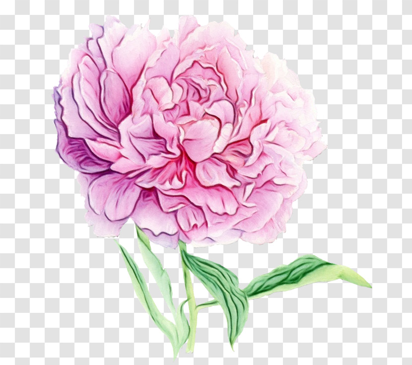 Rose Transparent PNG