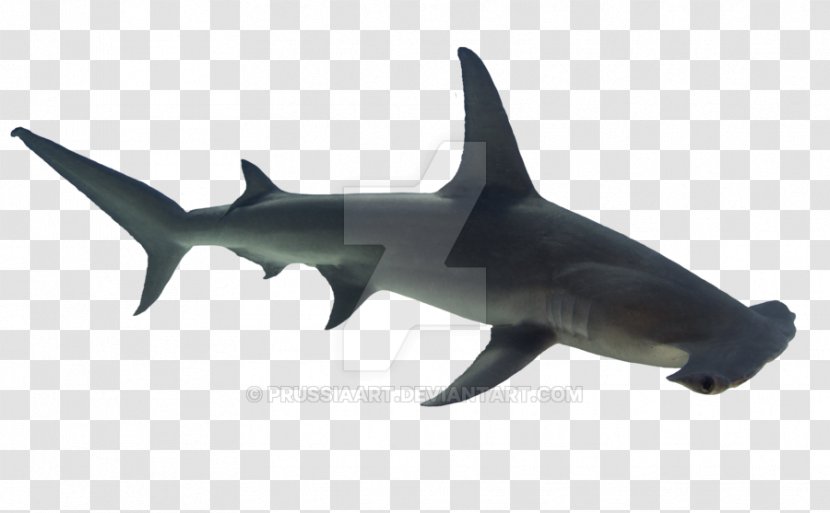 Requiem Sharks Hammerhead Shark Bull Fish - Cartilaginous Transparent PNG