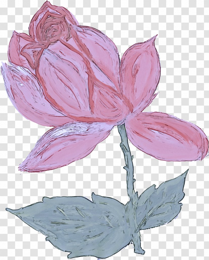 Flower Petal Plant Leaf Pink - Magnolia Family - Lotus Transparent PNG