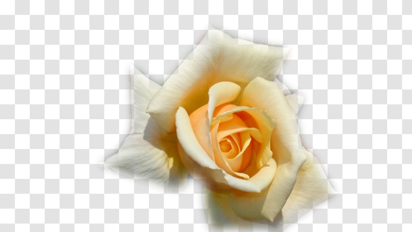 Desktop Wallpaper Photography - Flower - Rosas Blancas Transparent PNG