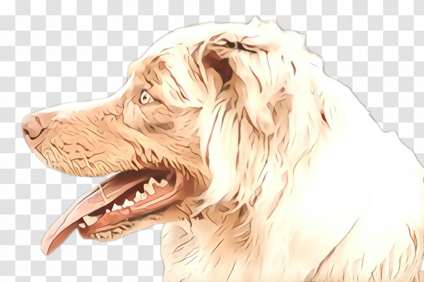Dog Breed Sporting Group Companion Setter - Spaniel - Drawing Transparent PNG