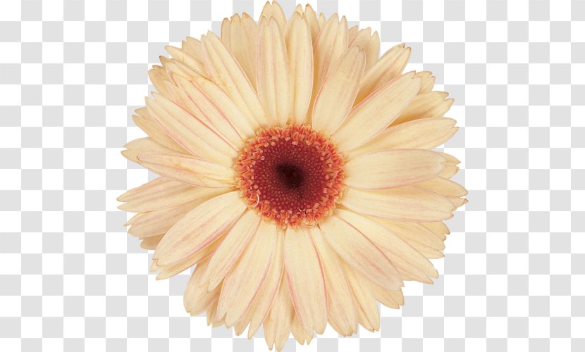 Transvaal Daisy Chrysanthemum Family Cut Flowers Transparent PNG