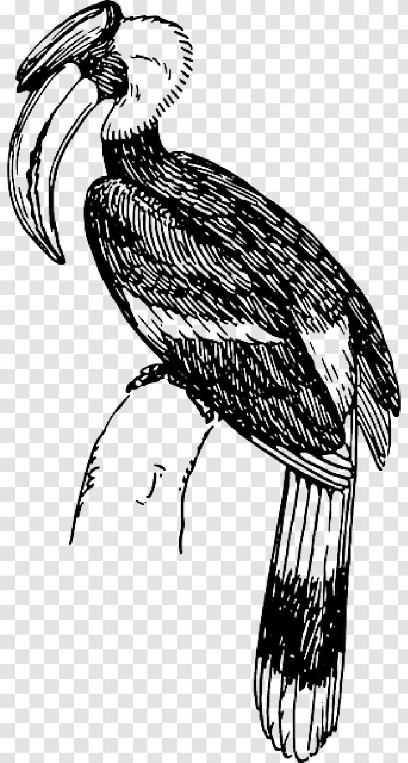 Hornbill Bird Drawing Vector Graphics Clip Art - Piciformes - Ornithology Transparent PNG
