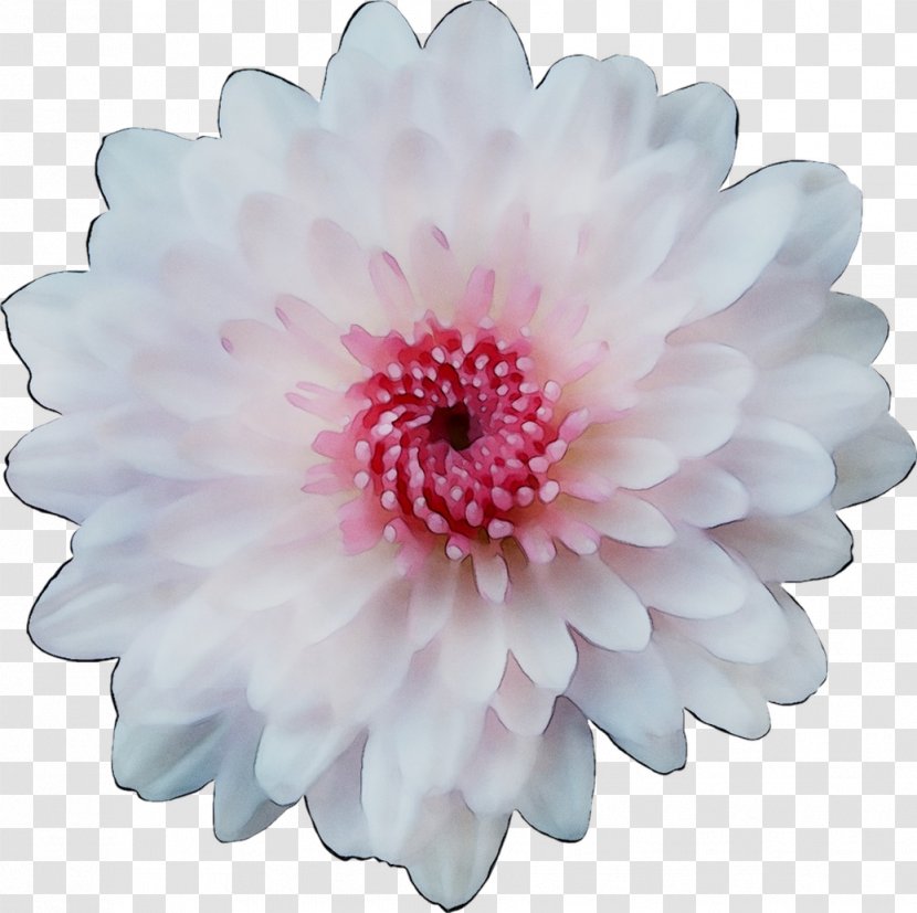 Transvaal Daisy Chrysanthemum Cut Flowers Dahlia Pink M Transparent PNG