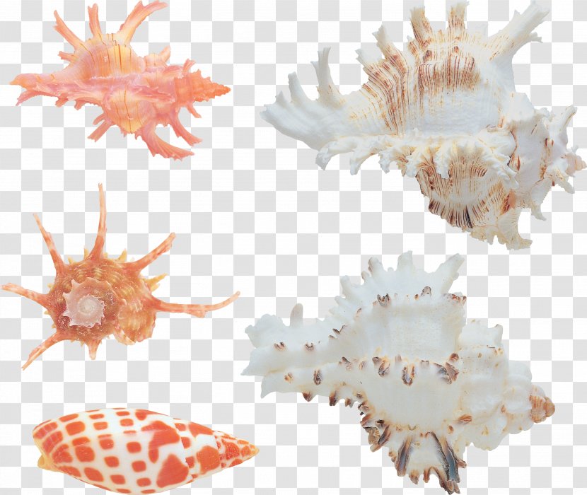 Seashell Conchology Sea Snail Clip Art - Marine Biology Transparent PNG