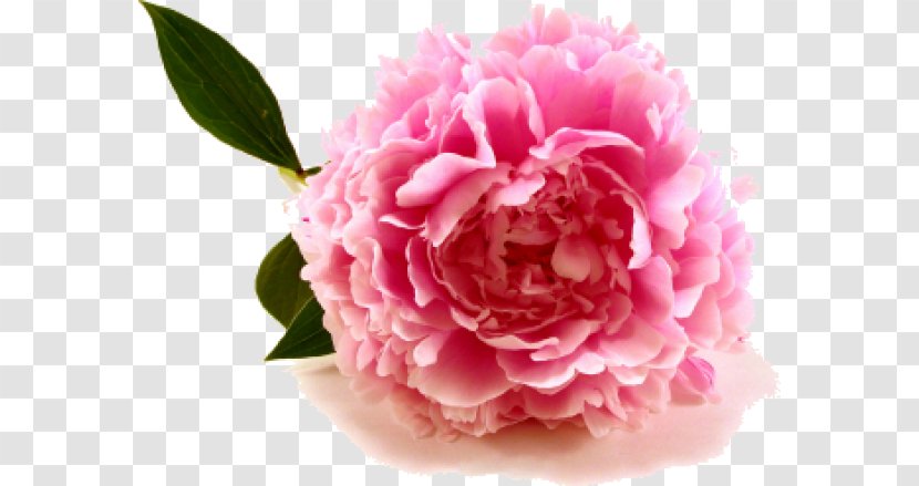 Flower Bouquet Peony Wedding Invitation Pink Flowers - Blossom Transparent PNG