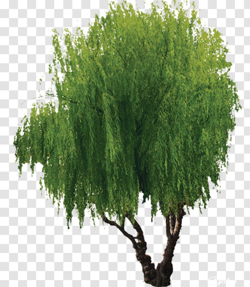Willow Tree Transparent PNG