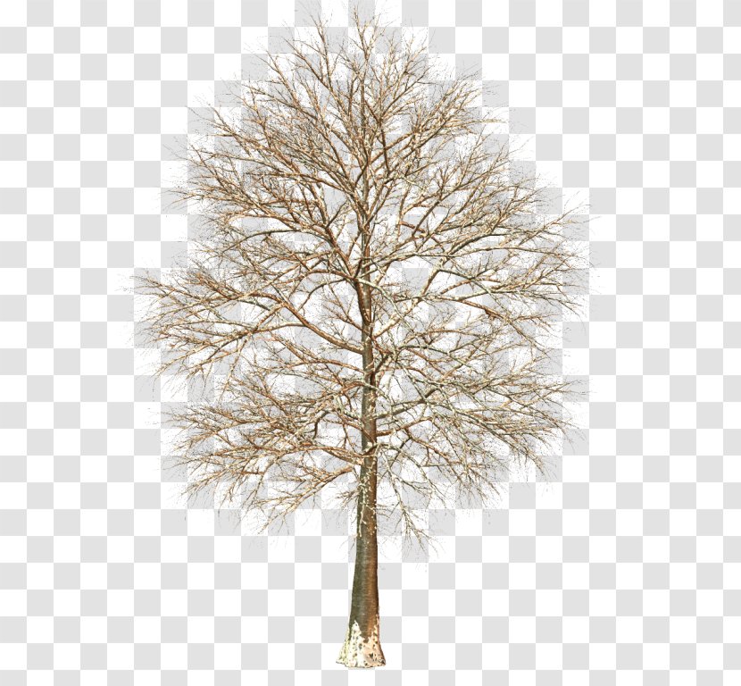 Larch Pine Family - Branch - Woody Plant Transparent PNG