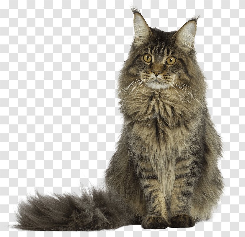 Il Gatto Maine Coon Persian Cat Siberian Exotic Shorthair - Small To Medium Sized Cats - Kedi Transparent PNG