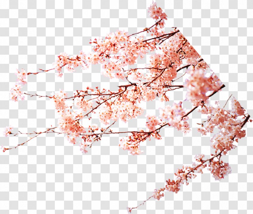 Cherry Blossom Peach Pink Download - Flower - Plum Transparent PNG