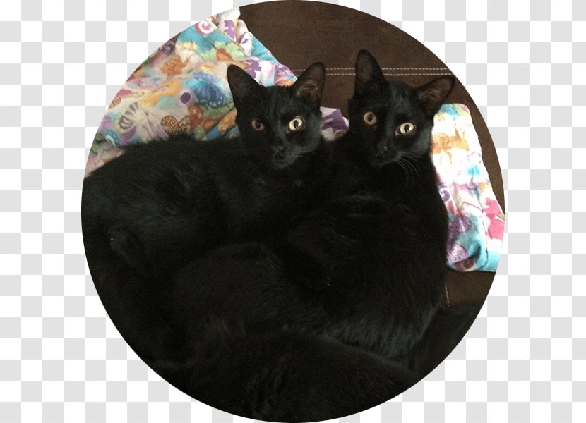 bombay cat adoption