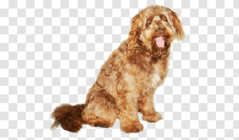 Cockapoo Otterhound Wirehaired Pointing Griffon Schnoodle Cavapoo - Corded Poodle Grooming Transparent PNG