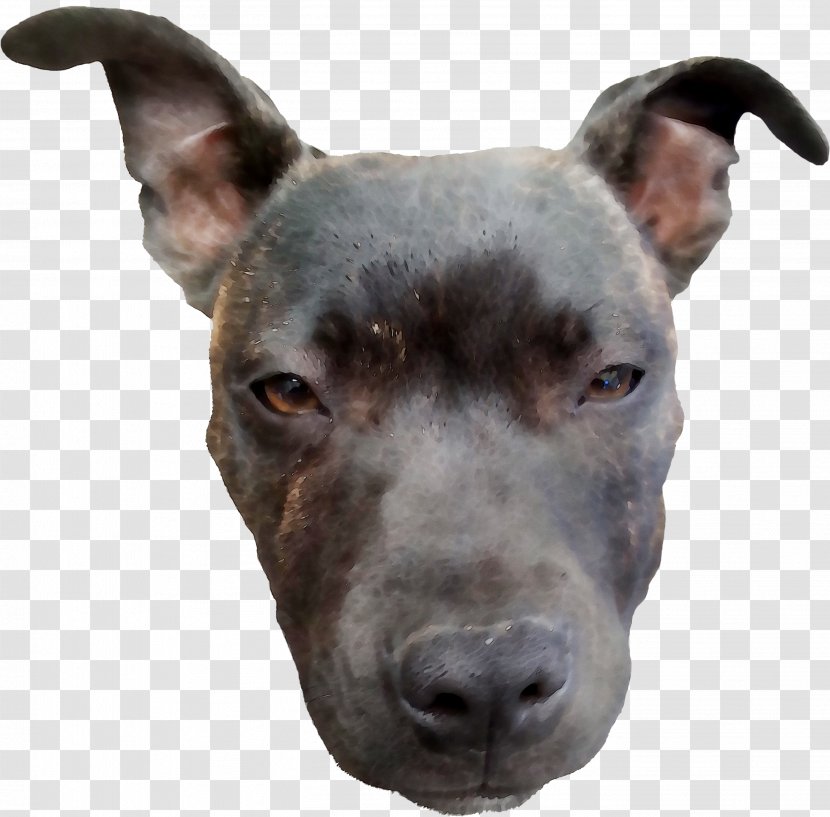 Dog Breed American Pit Bull Terrier Staffordshire - And - Mammal Transparent PNG