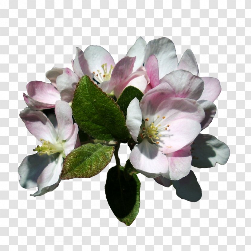 Apple Blossom Flower Antigo - Pixel Density - BLOSSOM Transparent PNG
